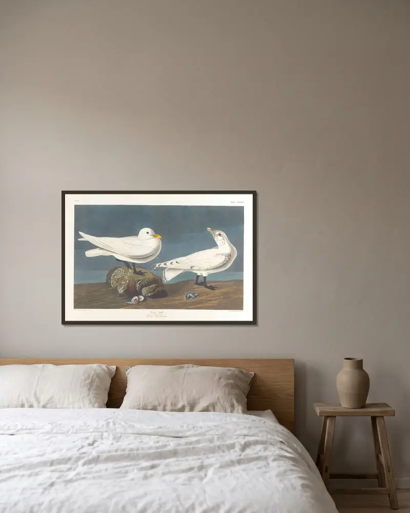Elfenbeinmöwe von John James Audubon gerahmt an einer Wand
