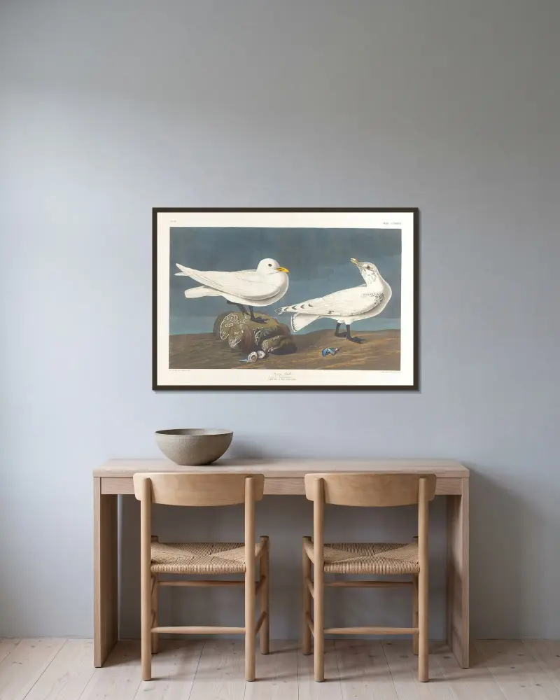 Elfenbeinmöwe von John James Audubon gerahmt an einer Wand