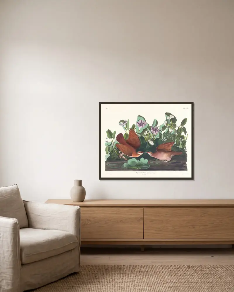 Key-west-Taube von John James Audubon gerahmt an einer Wand
