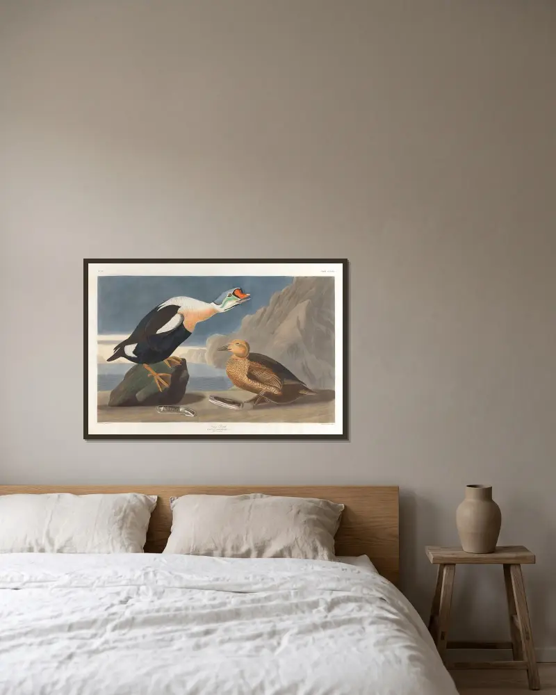 King duck av John James Audubon inramad på en vägg