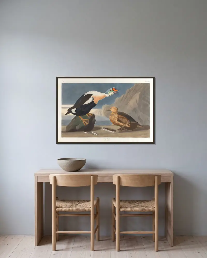 King duck av John James Audubon inramad på en vägg