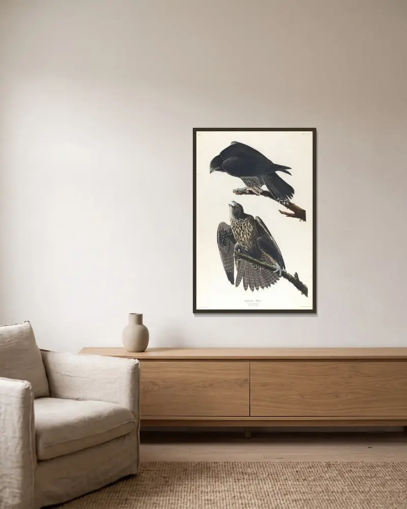 Labrador falcon av John James Audubon inramad på en vägg