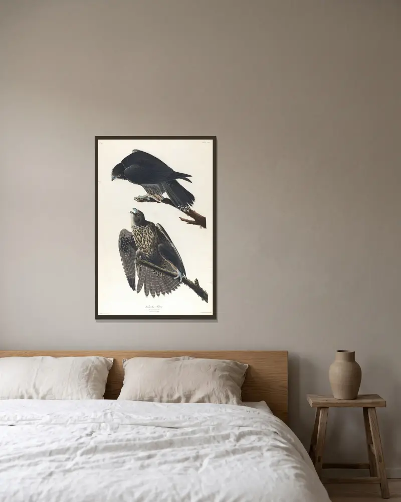 Labrador falcon av John James Audubon inramad på en vägg