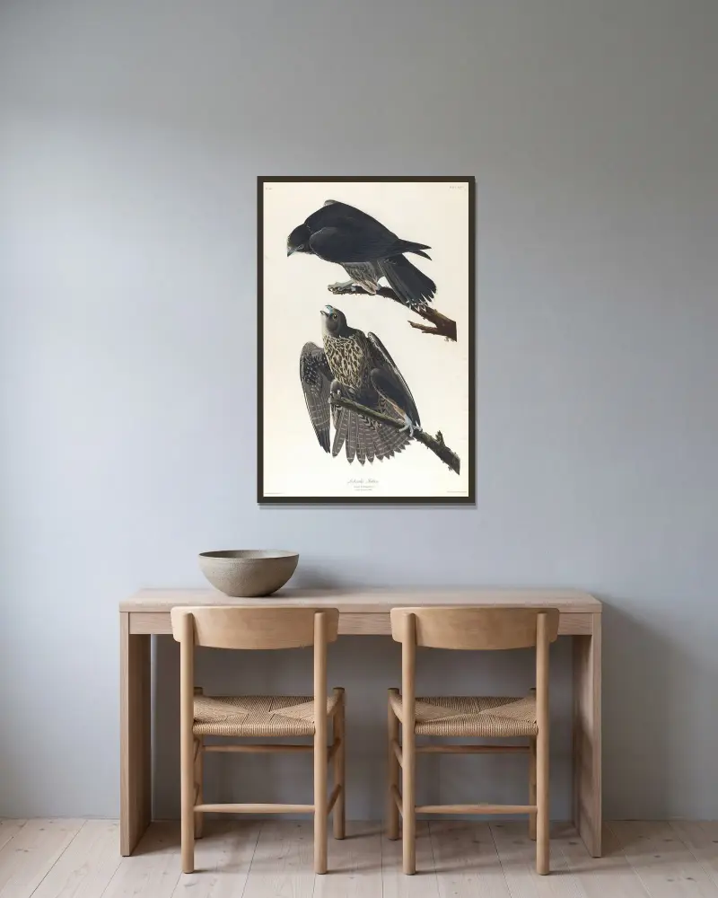 Labrador falcon av John James Audubon inramad på en vägg