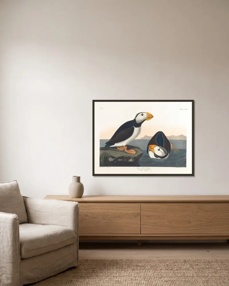 Large-billed puffin von John James Audubon gerahmt an einer Wand