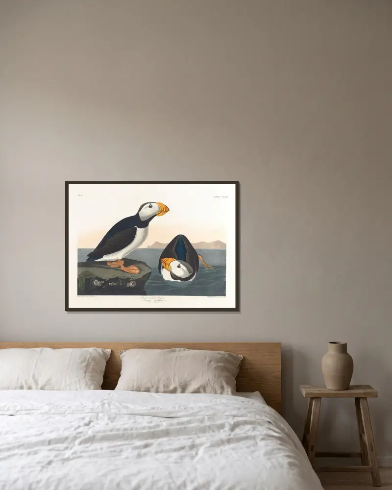 Large-billed puffin von John James Audubon gerahmt an einer Wand