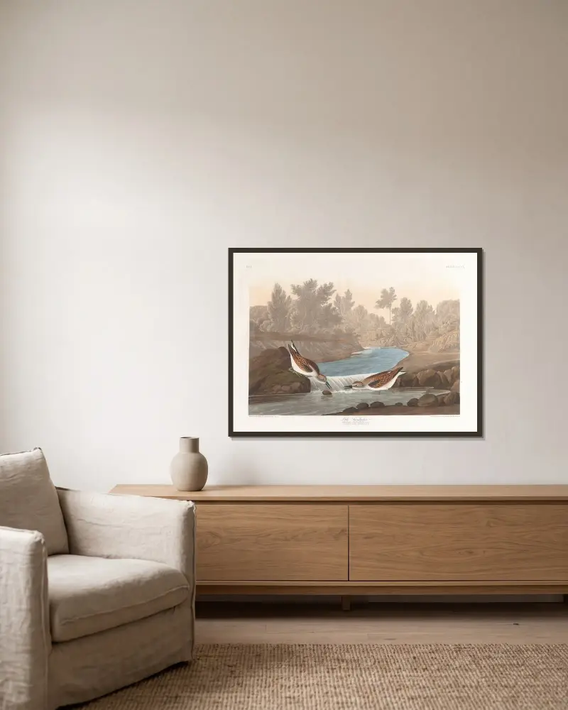 Little sandpiper av John James Audubon inramad på en vägg