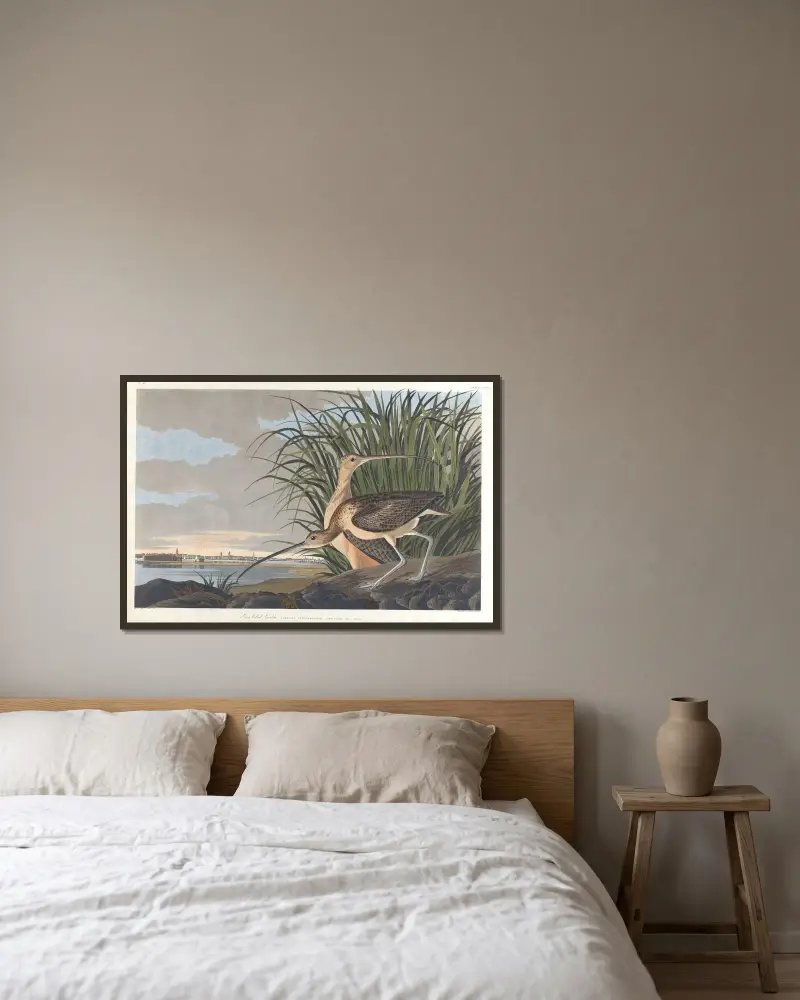 Long-billed curlew av John James Audubon inramad på en vägg