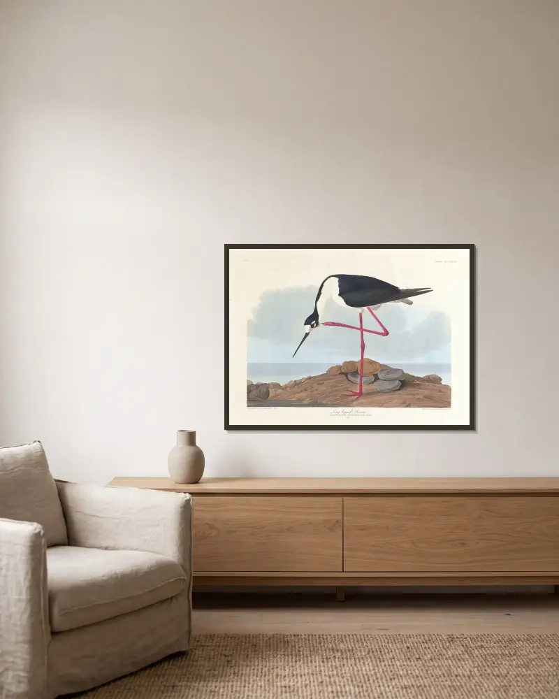 Szczudłak amerykański, John James Audubon w ramie na ścianie