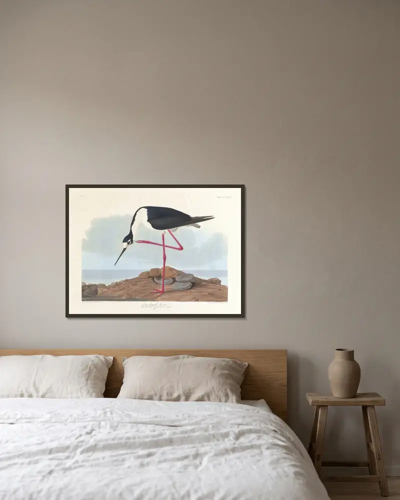 Szczudłak amerykański, John James Audubon w ramie na ścianie