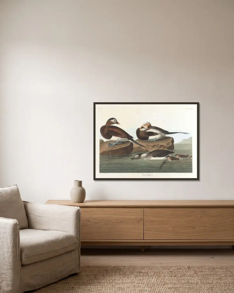 Long-tailed duck av John James Audubon inramad på en vägg