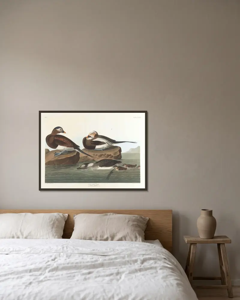 Long-tailed duck av John James Audubon inramad på en vägg