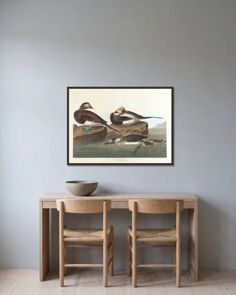Long-tailed duck av John James Audubon inramad på en vägg