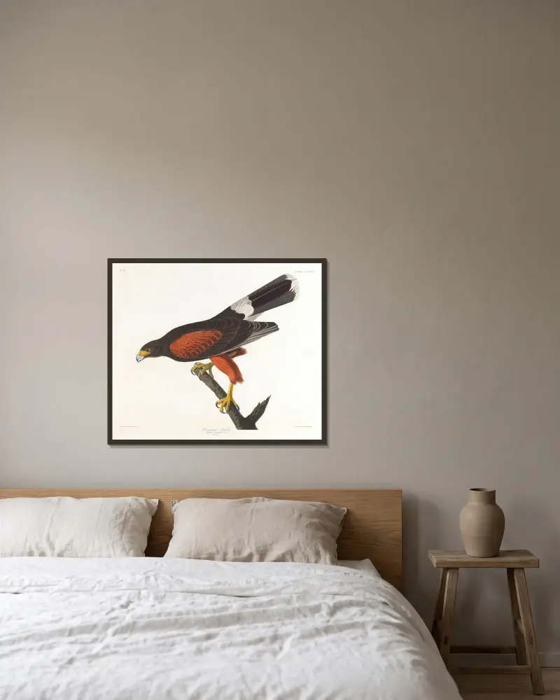 Louisiana-Weih von John James Audubon gerahmt an einer Wand