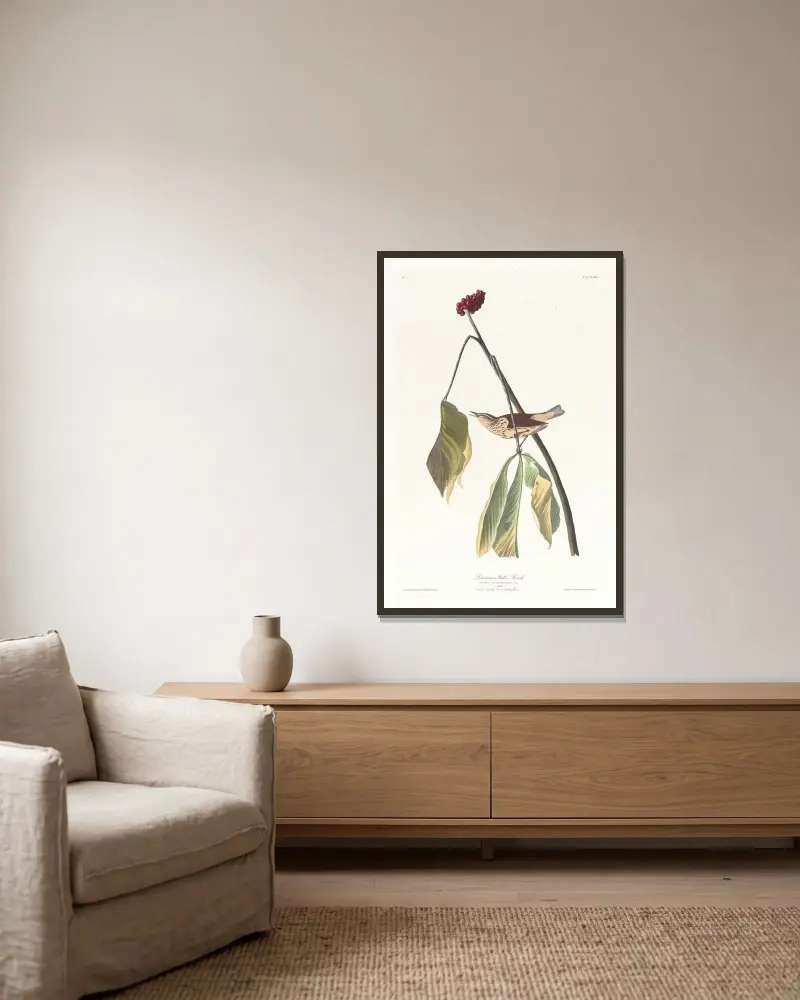 Louisiana water thrush av John James Audubon inramad på en vägg