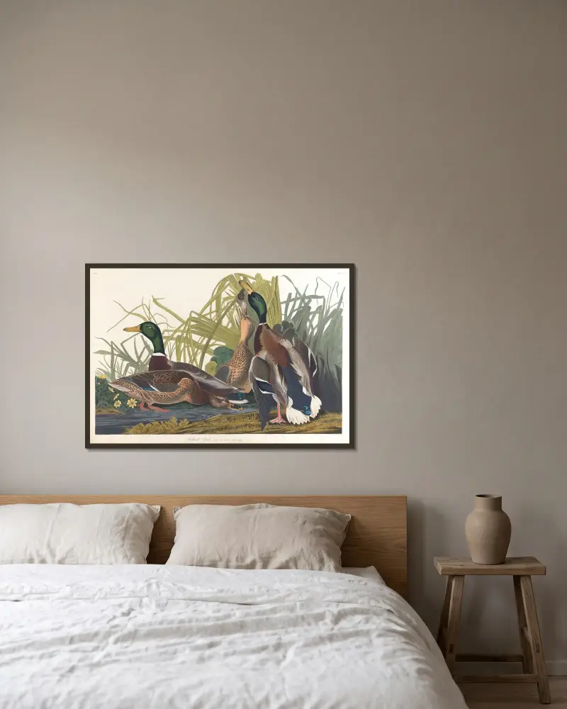 Stockente von John James Audubon gerahmt an einer Wand