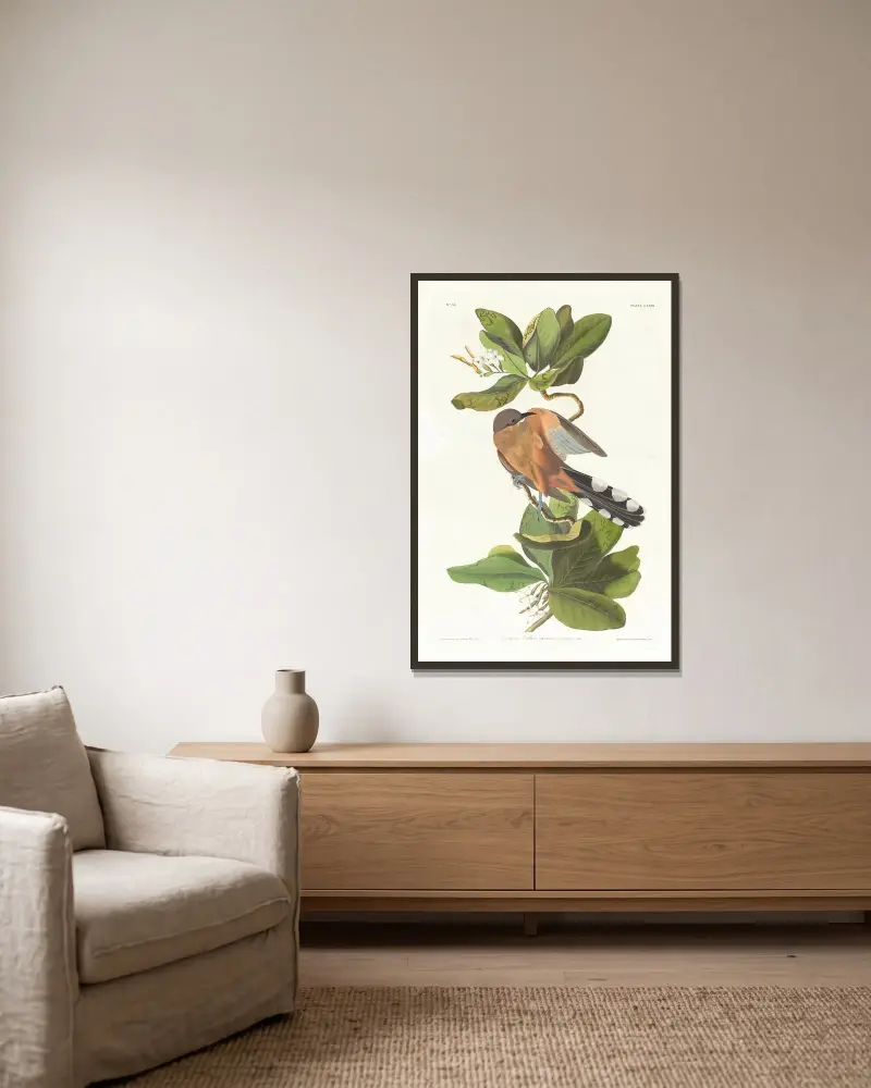 Mangrovekuckuck von John James Audubon gerahmt an einer Wand