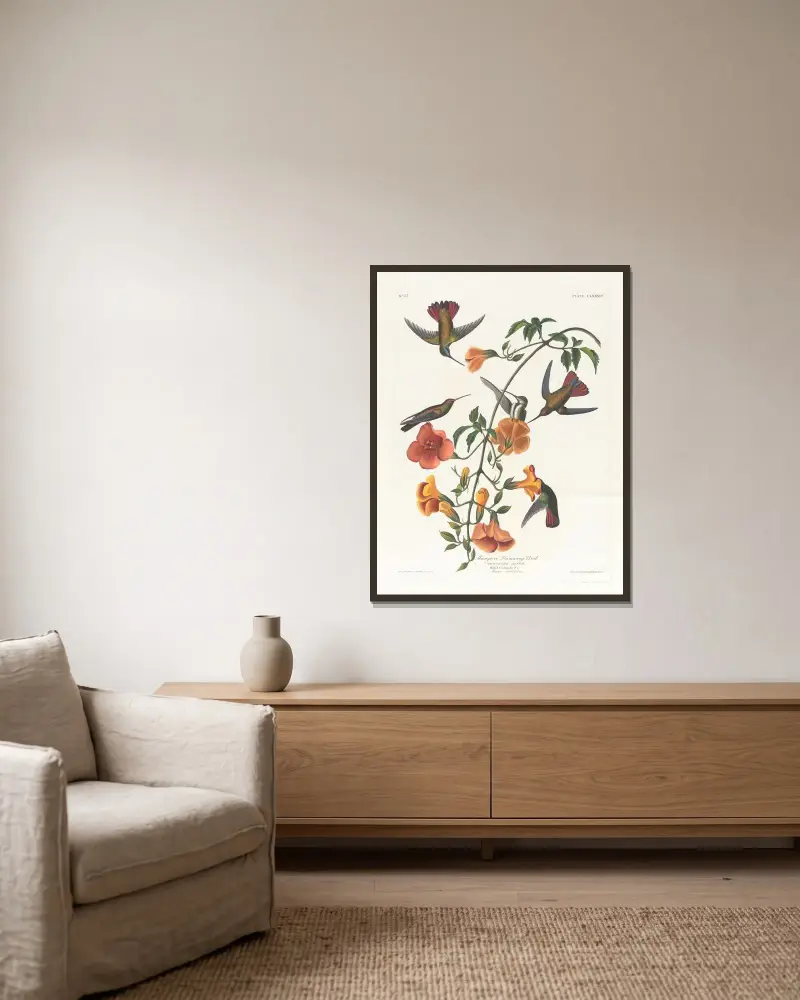 Mangrove humming bird av John James Audubon inramad på en vägg