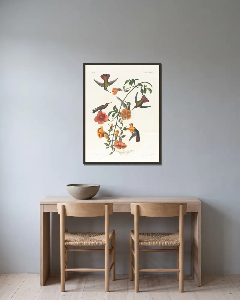 Mangrove humming bird av John James Audubon inramad på en vägg