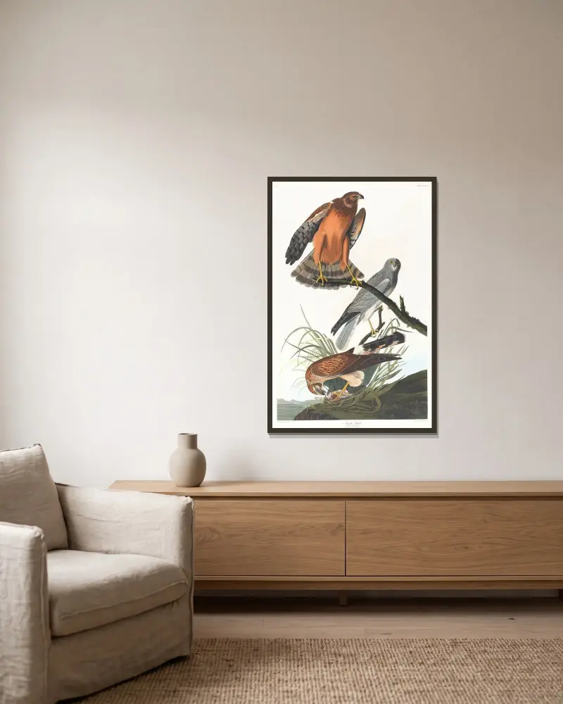 Wiesenweihe von John James Audubon gerahmt an einer Wand