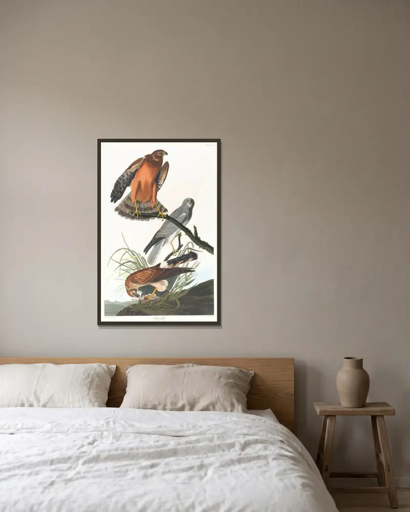 Wiesenweihe von John James Audubon gerahmt an einer Wand
