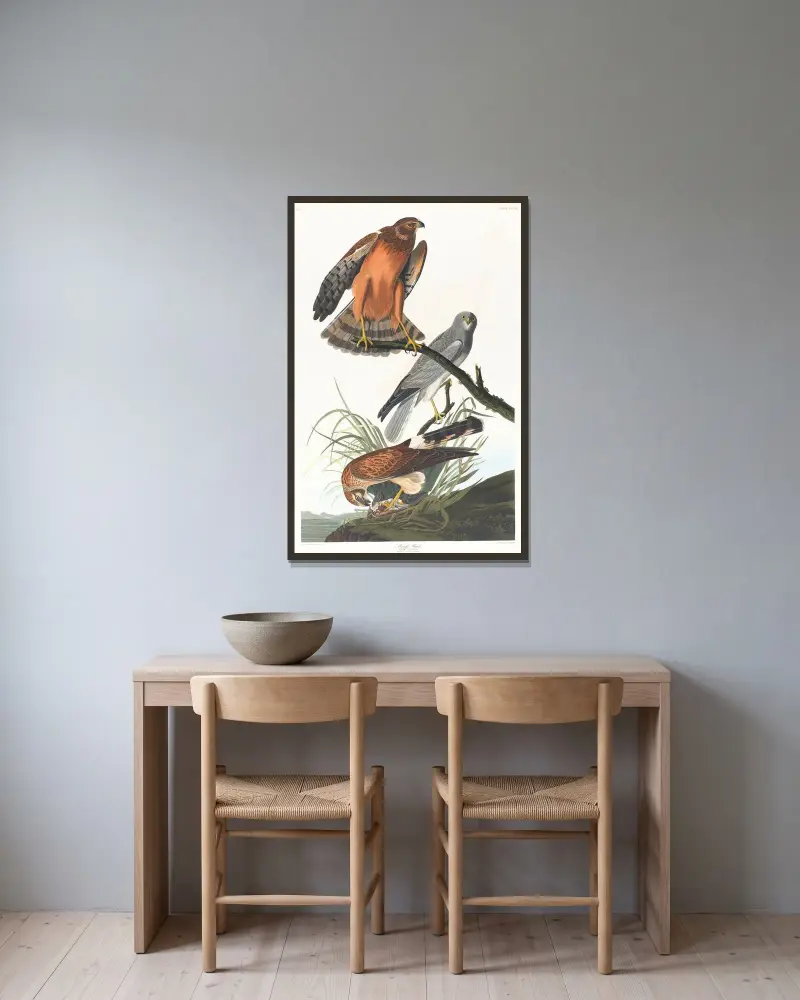 Wiesenweihe von John James Audubon gerahmt an einer Wand