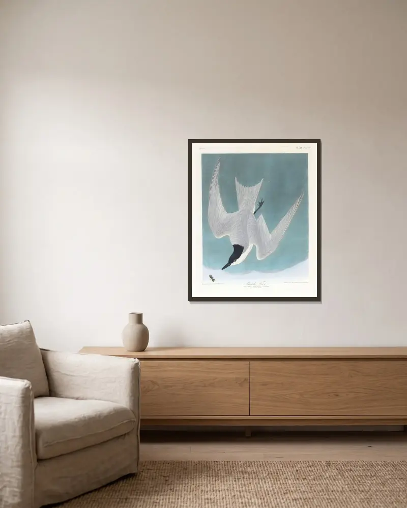 Sumpfseeschwalbe von John James Audubon gerahmt an einer Wand
