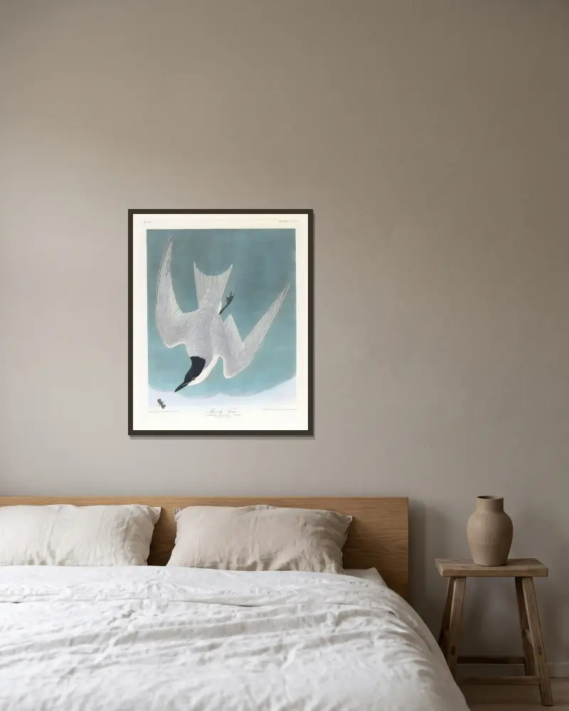 Sumpfseeschwalbe von John James Audubon gerahmt an einer Wand