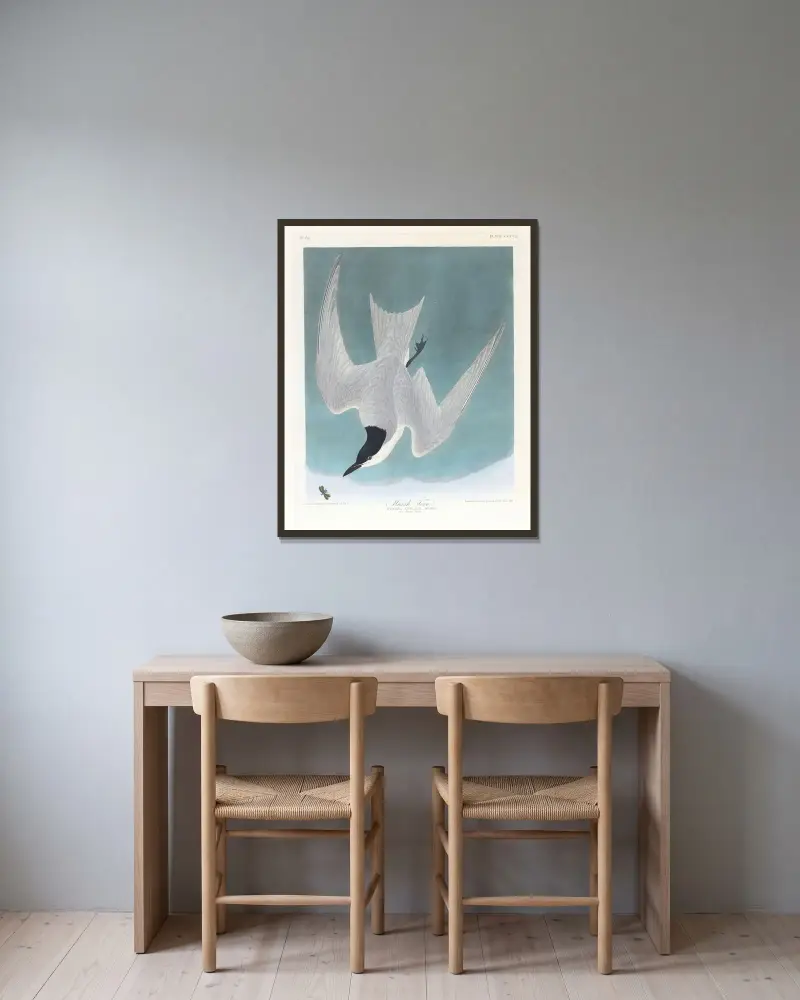 Sumpfseeschwalbe von John James Audubon gerahmt an einer Wand