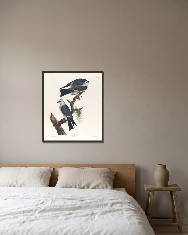 Mississippi kite av John James Audubon inramad på en vägg