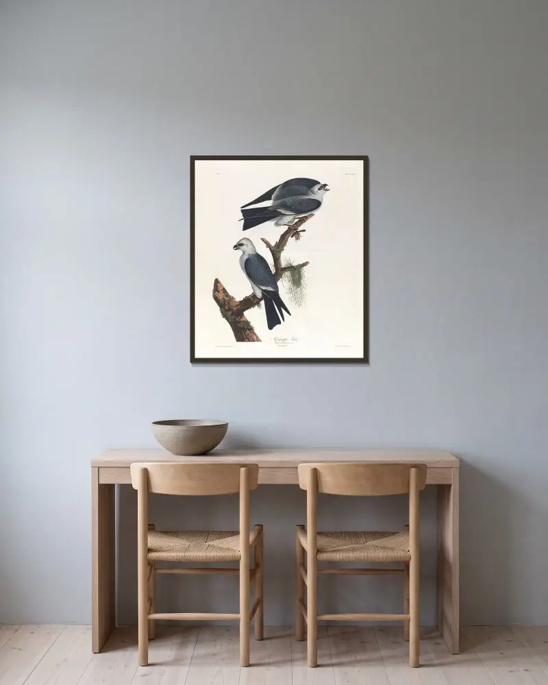 Mississippi kite av John James Audubon inramad på en vägg