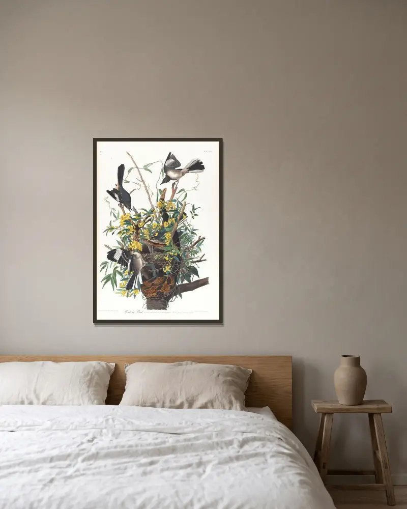 Spottdrossel von John James Audubon gerahmt an einer Wand