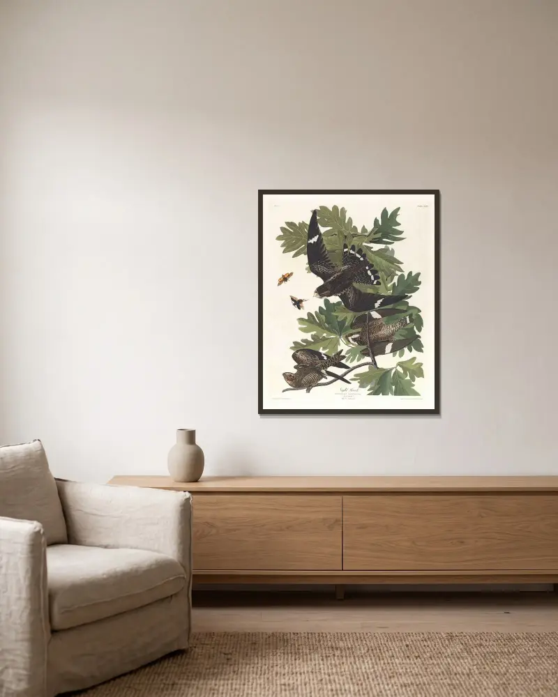 Night hawk av John James Audubon inramad på en vägg