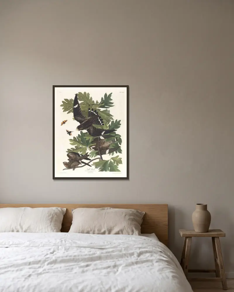 Night hawk av John James Audubon inramad på en vägg