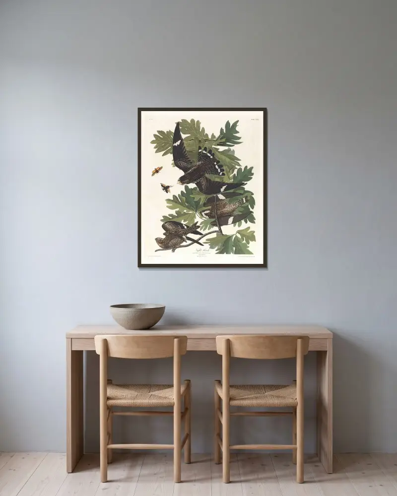 Night hawk av John James Audubon inramad på en vägg