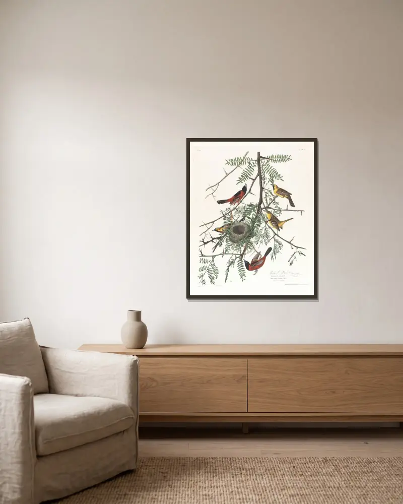 Orchard oriole von John James Audubon gerahmt an einer Wand