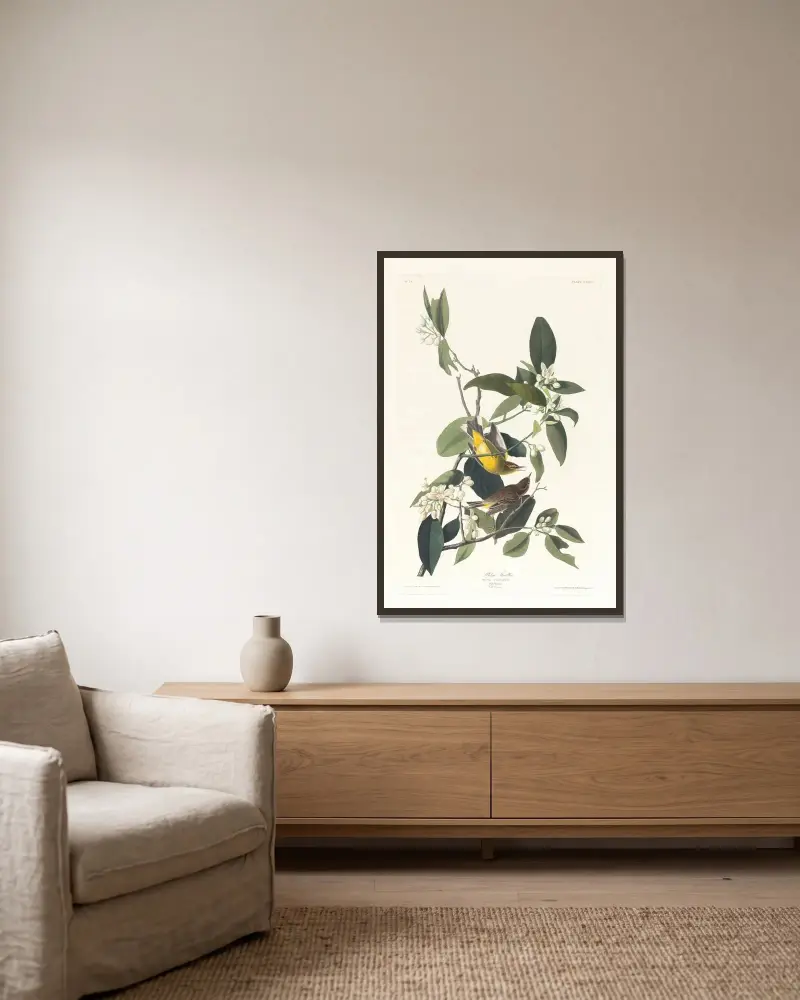 Palm warbler av John James Audubon inramad på en vägg