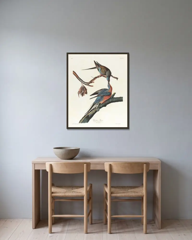 Vandringsduva av John James Audubon inramad på en vägg