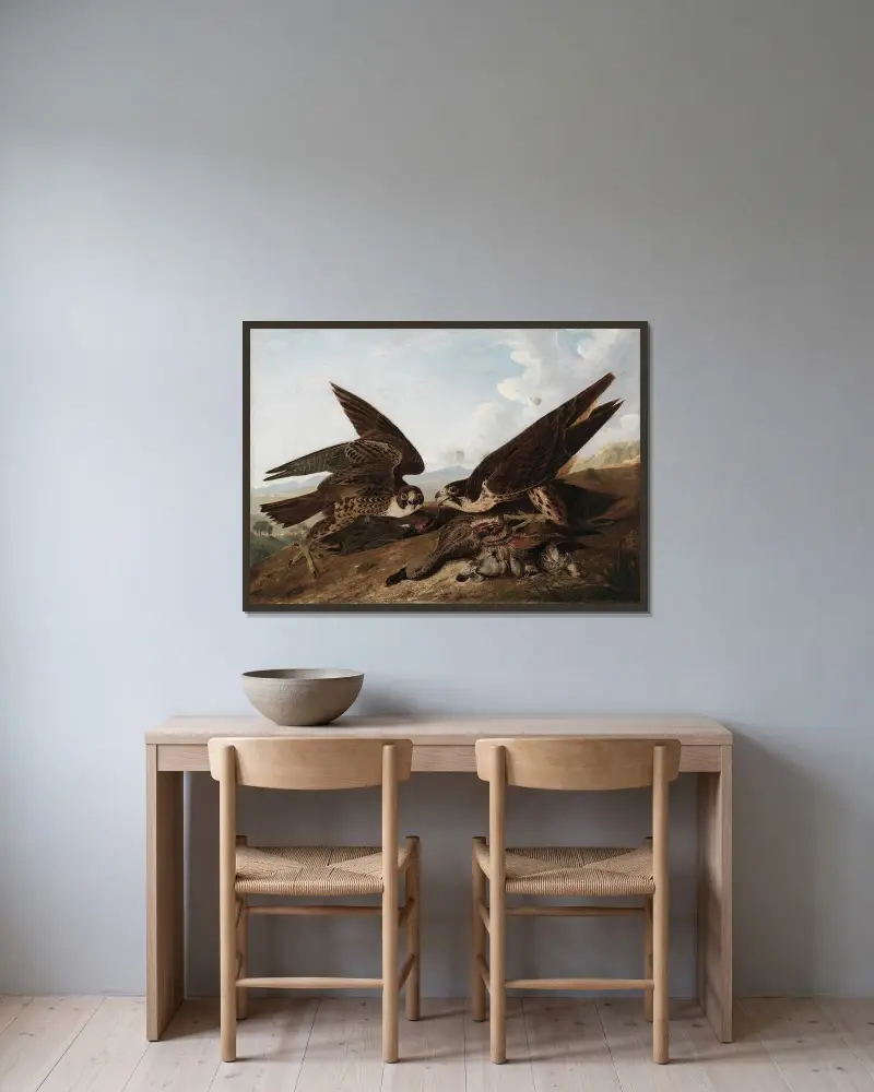 Peregrine Falcons (Duck Hawks) av John James Audubon inramad på en vägg