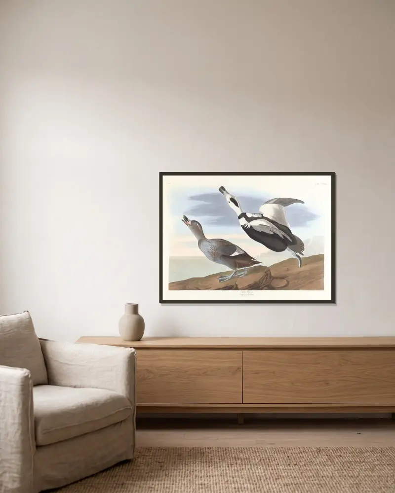 Pied duck, John James Audubon w ramie na ścianie