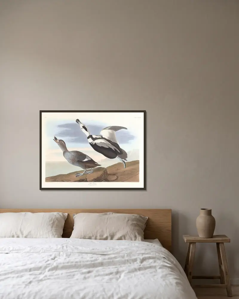 Pied duck, John James Audubon w ramie na ścianie