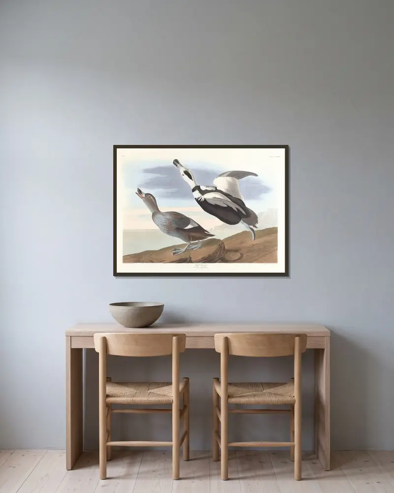Pied duck, John James Audubon w ramie na ścianie