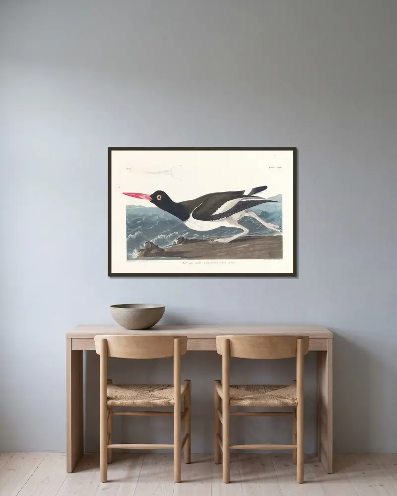 Pied oyster-catcher av John James Audubon inramad på en vägg