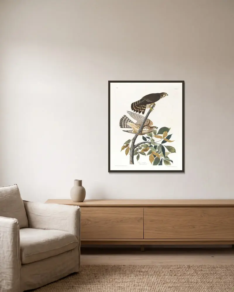 Taubenfalk von John James Audubon gerahmt an einer Wand
