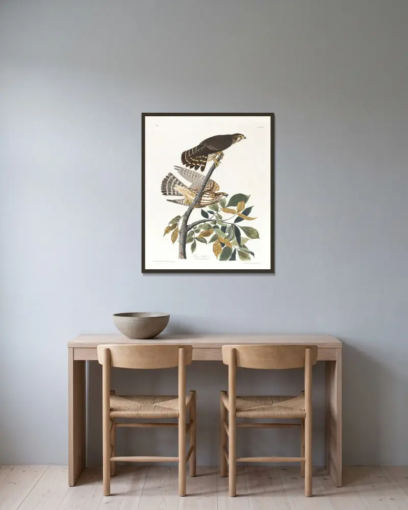 Taubenfalk von John James Audubon gerahmt an einer Wand