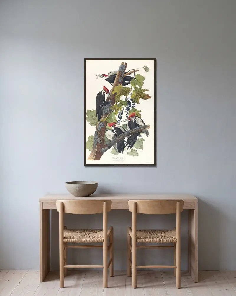 Pileated woodpecker, 1827 – nr 1 av John James Audubon inramad på en vägg