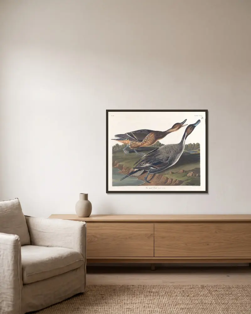Spießente von John James Audubon gerahmt an einer Wand