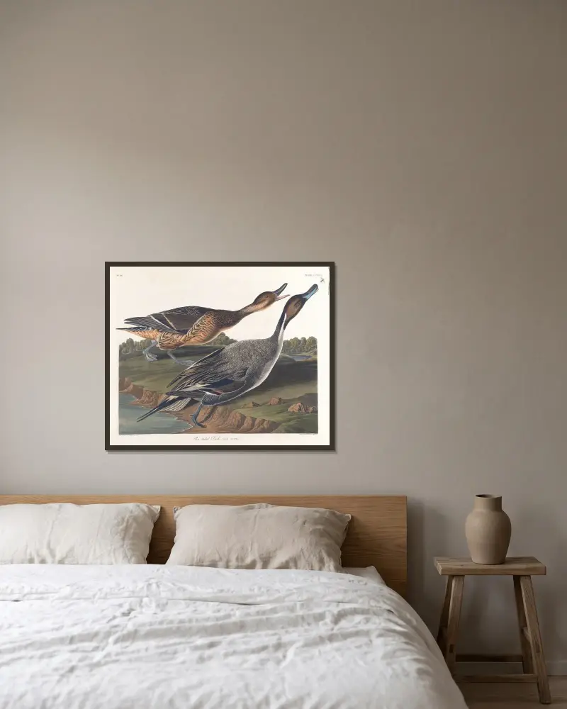 Spießente von John James Audubon gerahmt an einer Wand