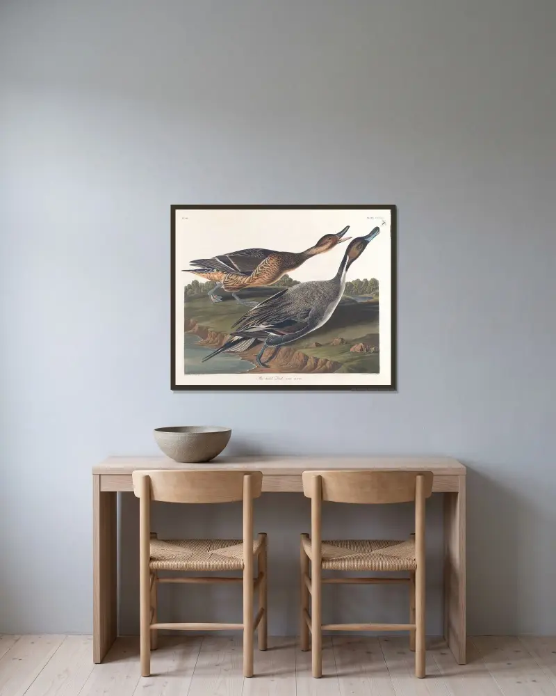 Spießente von John James Audubon gerahmt an einer Wand
