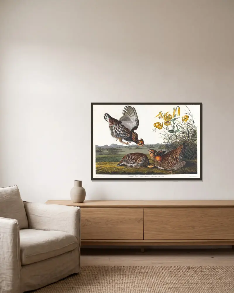 Głuszec przylądkowy, John James Audubon w ramie na ścianie